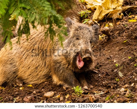 A small boar yawns after a sleep.