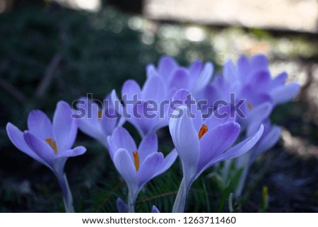 In the bright sunny day on a flower bed in a shadow the group of large blue crocuses blossomed.