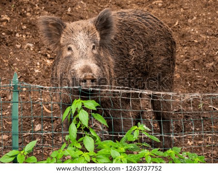 wild boar, sus scrofa, Italy