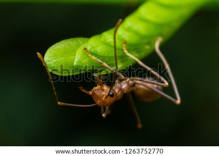 red ant on green leaf