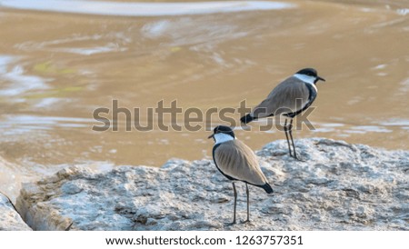 Spur-winged lapwing next to the flowing river- Israel