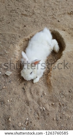 White rabbit in the farm.