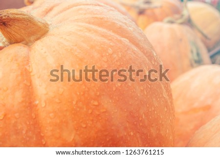 Blurred for Background.Orange pumpkins at outdoor farmer market.