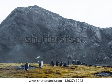 king penguin rests on a small mound on Salisbury Plain on South Georgia in Antarctica with space for taxt and background