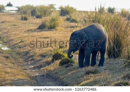 Baby Indian elephant (Elephas maximus indicus)  - Jim Corbett National Park, India