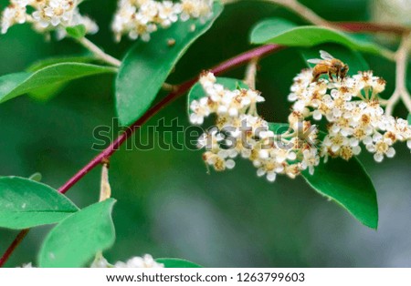 Bee landing on fresh blooming flowers. Vibrant green leaves with purple stems and white floral.