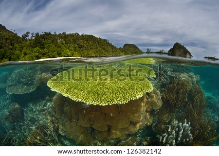 A coral reef grows in the shallows near a set of limestone islands in Indonesia.  Competition on reefs is fierce for space to grow and food to eat.