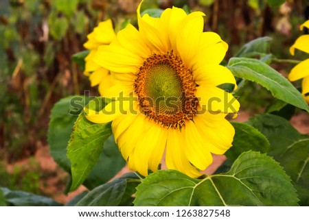 Sunflower natural background, Sunflowers have abundant health benefits.