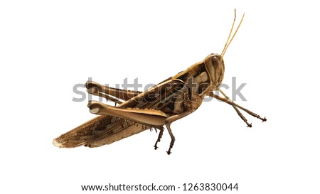 Grasshopper Patanga bug in Thailand,Left                