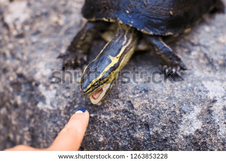 Little tortle with opened mouth trying to bite the lady's finger