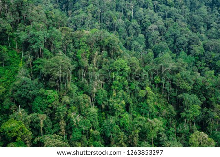 Picture of forest which a lot of big tree green color.
