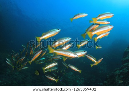 Fish school on coral reef. Snapper fish in Thailand 