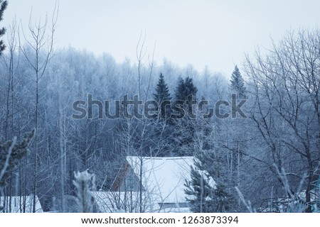 Winter backgeound. Nature background. Winter snowy forest.