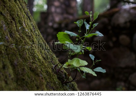 Plant in tree in Valley of Jerte, Spain.