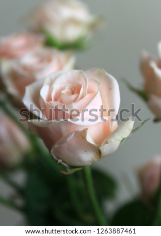 Tender pink rose buds photo on grey neutral background