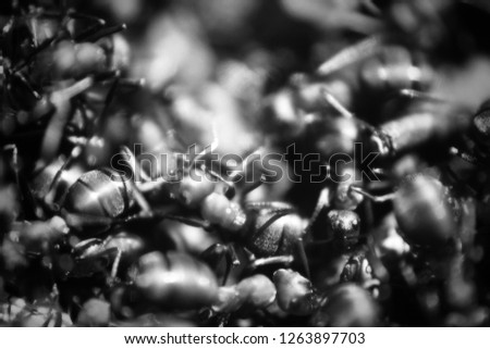 Ant background in black and white. Many red forest ants gathered in a heap on an anthill in the spring