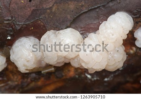 Conifer brain, Tremella encephala, growing parasitic on bleeding conifer crust, Stereum sanguinolentum