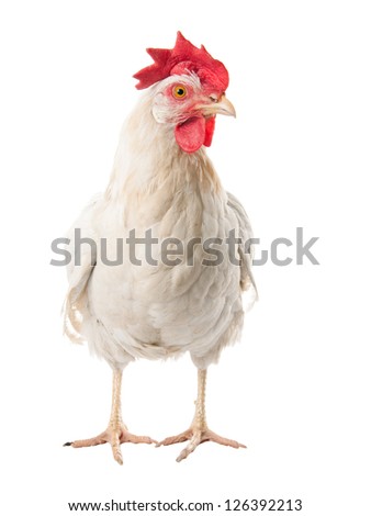 Chicken laying hen white. With a large crest. isolate Royalty-Free Stock Photo #126392213