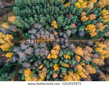 photos of autumn forest from above