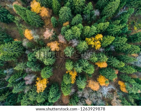 photos of autumn forest from above