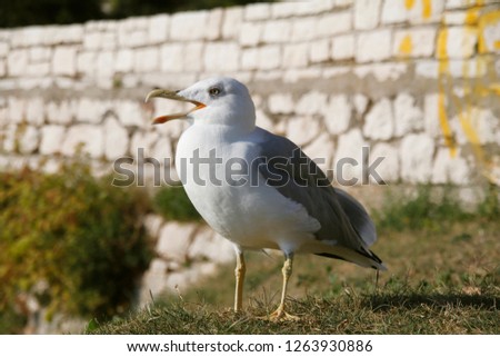 beautiful bright colorful close up photo of seagull looking with open beak outside on green grass on sunny summer day