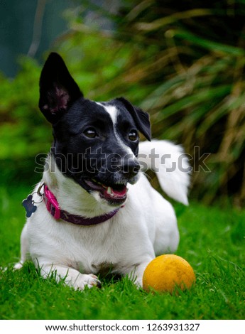 Jack Russell dog with ball lying on grass