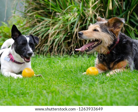 Dog dogs lying on grass with ball, best friends