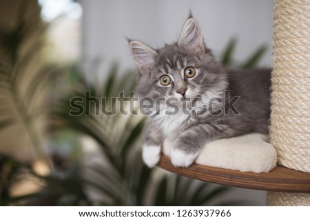 perspective view of a blue tabby maine coon kitten relaxing on a scratching post platform looking at camera
