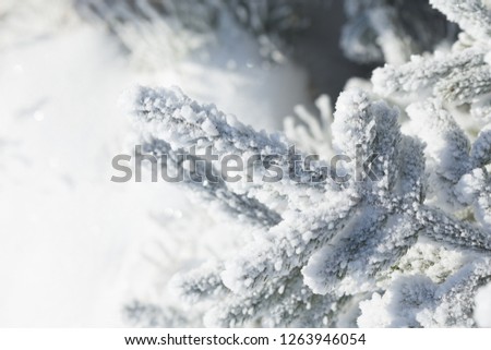Pine covered with frost. Selective focus and pretty bokeh.