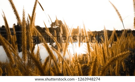Grass flowers in the evening sunset.​ Natural Sunset Sunrise . Countryside Landscape Under Scenic Colorful Sky At Sunset Dawn. Sun Over Skyline, Horizon. Warm Colours