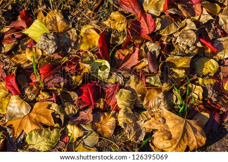 Beautiful colorful leaves on the ground in Autumn