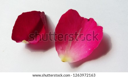 Petal Red Rose Photo,Droplet on petal rose flower,Scattered rose petals on white background