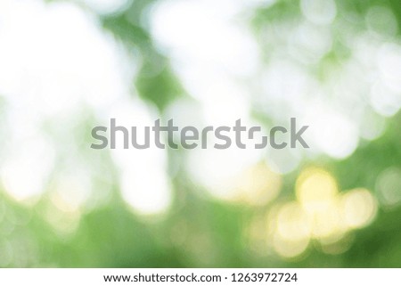 Background blurred around a beautiful natural green bokeh.