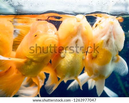 Goldfish swimming in the fish tank