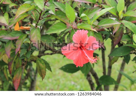Bright red hibiscus 
