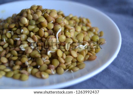 fresh, tasty lentil sprouts. seeds sprouts.
organic lentil sprouts in the plate. 
lentil seedlings
Raw vegan healthy food. lentil sprouts macro.