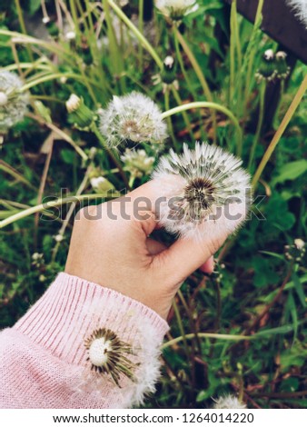 Pastel color of hand grabbing cute dandelion flower on the ground of road side way during winter and spring season.