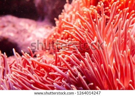 Flower sea living coral and reef color under deep dark water of sea ocean environment. Royalty-Free Stock Photo #1264014247