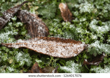 Green grass and the first snow. Close-up. Background. Texture