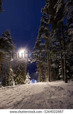 snow covered trees in night city park