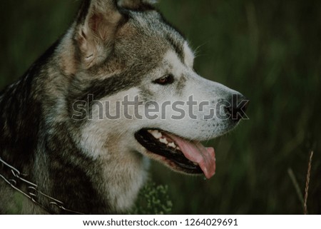 Portrait of dog alaskan malamute in the field