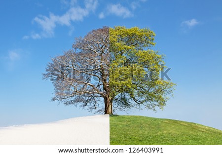Collage mixed tree image consist of summer and winter mating parts / Collage tree winter vs. summer Royalty-Free Stock Photo #126403991