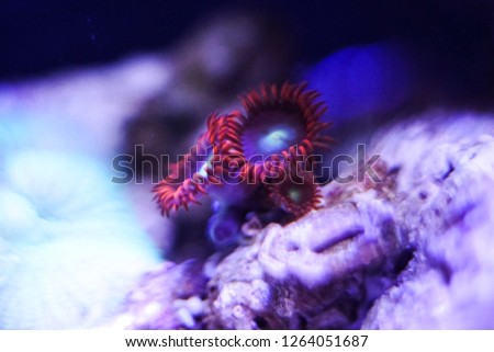 Coral reef Zoanthid