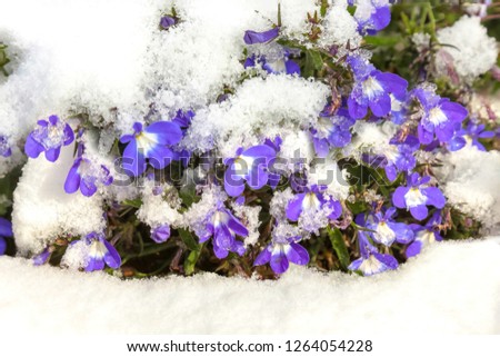 Blue flowers covered with fresh snow. Lobelia erinus, commonly called edging  lobelia