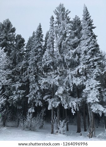 Winter forest. Kirov region. Russia.