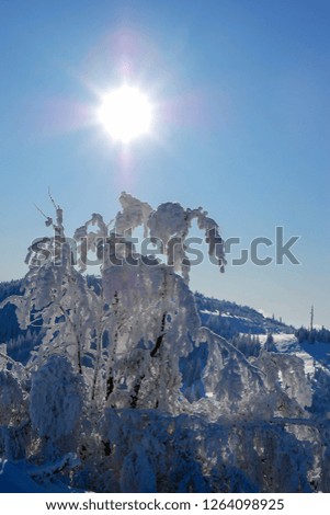 Snow and ice covered trees in the winter freezing day. Mountain environment. Blue sky with sunshine. Low Tatras national park, Slovakia. 