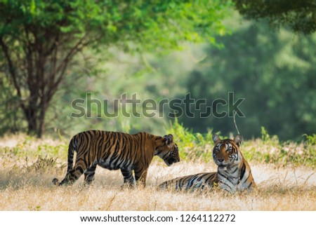tiger cub and a mother at ranthambore tiger reserve, india