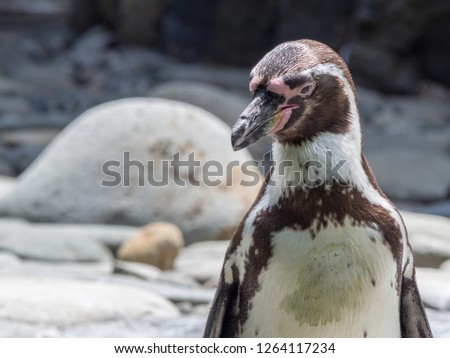 The close up portrait of penguin. Zoo, Prague