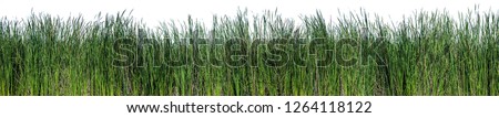 Bulrush, Cattail, Cat-tail, Elephant grass, Flag, Narrow-leaved Cat-tail, Narrowleaf cattail, Lesser reedmace, Reedmace tule , isolate on white background Royalty-Free Stock Photo #1264118122