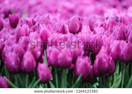 Violet tulip bed